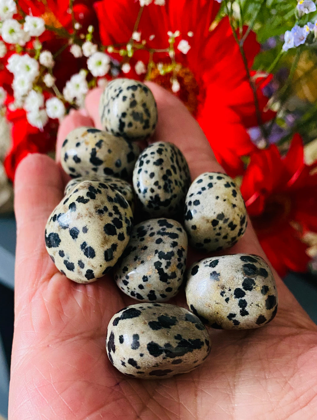 Dalmatian Jasper tumbles